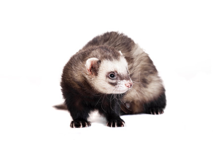 Ferret on white background