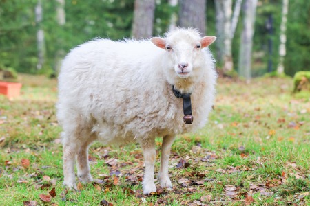 Dwarf white sheep in forestの写真素材
