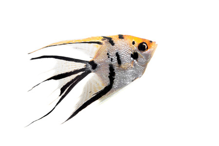 Angelfish in profile on whiteの写真素材