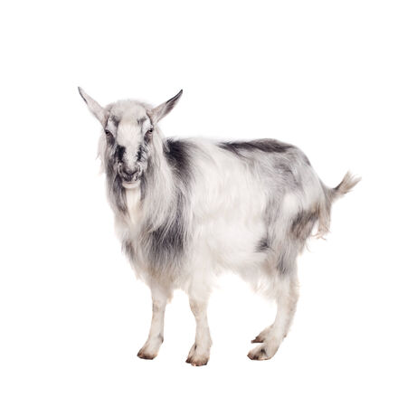 Gray goat on whiteの写真素材
