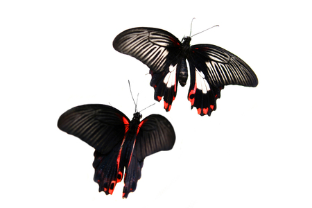 Papilio rumanzovia butterfly on white の写真素材