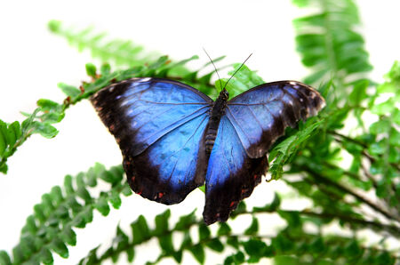 Beautiful Blue Morpho Butterfly