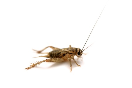 Common house cricket on whiteの写真素材