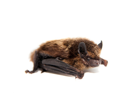 Northern bat on white の写真素材