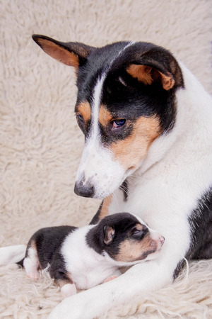 Newborn basenji puppy with motherの写真素材