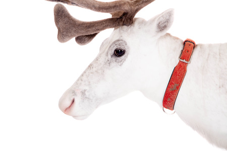 Reindeer or caribou, on the white backgroundの写真素材