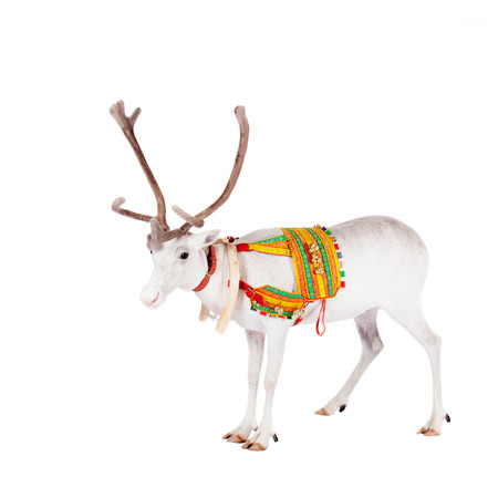 Reindeer or caribou wearing traditional harnessの写真素材