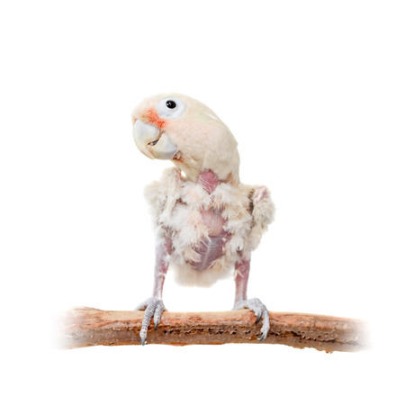 Tanimbar corella or Goffin s cockatoo on whiteの写真素材