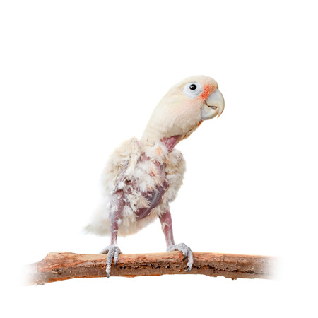 Tanimbar corella or Goffin s cockatoo on whiteの写真素材
