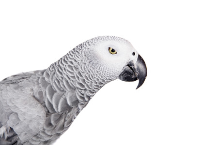 African Grey Parrot, isolated on white background