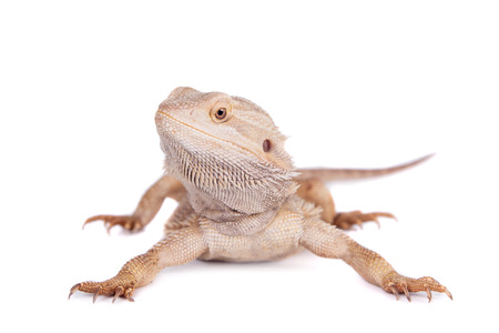 Central Bearded Dragon on white backgroundの写真素材