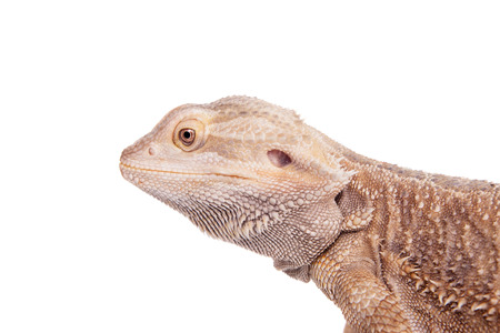Central Bearded Dragon on white backgroundの写真素材