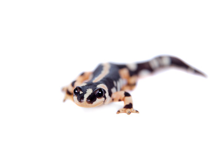 Kaiser\'s spotted newt isolated on white