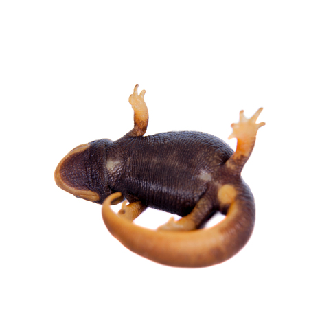 Himalayan newt isolated on whiteの写真素材