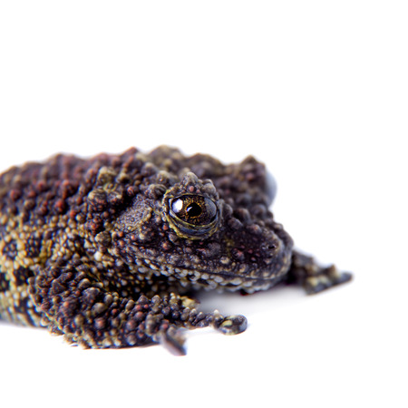 Vietnamese Mossy Frog isolated on whiteの写真素材