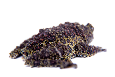 Vietnamese Mossy Frog isolated on whiteの写真素材