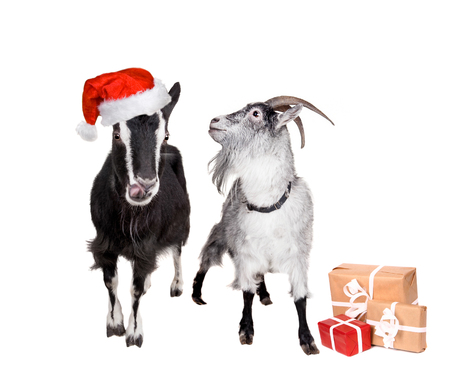 Portrait Of Goats in christmas hat Isolated On White. Simbol 2015の写真素材