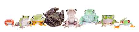 Reinwardt's flying tree frog, Rhacophorus reinwardtii, isolated on whiteの写真素材
