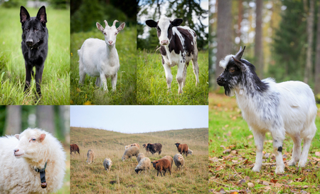 Flock of sheeps on autumn meadowの写真素材