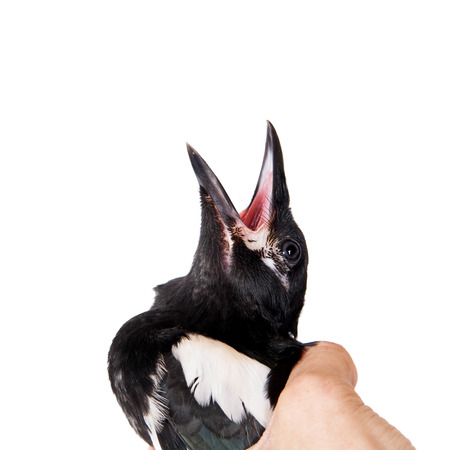 Common Magpie isolated on white