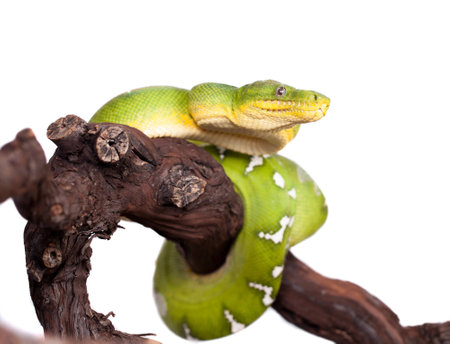 Emerald tree boa isolated on white background
