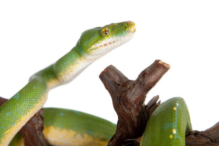 Green tree python, chondros isolated on  white