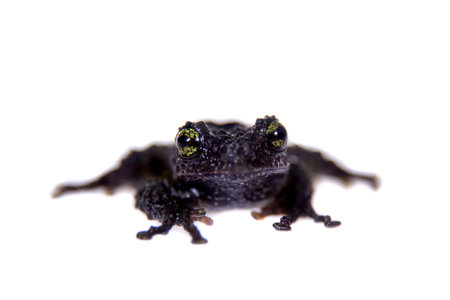 Theloderma bicolor, rare spieces of frog isolated on white backgroundの写真素材