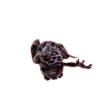 Theloderma horridum, rare spieces of frog, black coloured isolated on whiteの写真素材