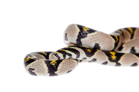 Mandarin Rat Snake isolated on white background.の写真素材