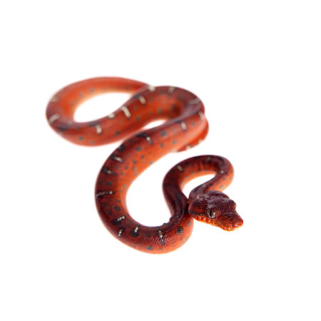 Emerald tree boa, 2 days old, isolated on white