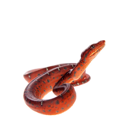Emerald tree boa, 2 days old, isolated on whiteの写真素材