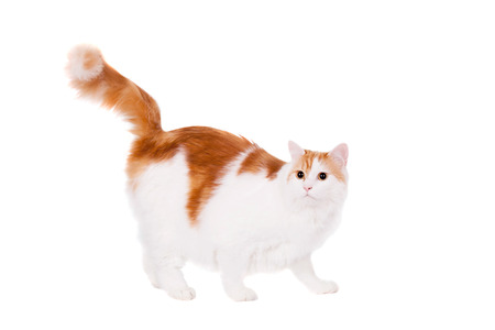 Ginger mixed breed cat isolated on white backgroundの写真素材