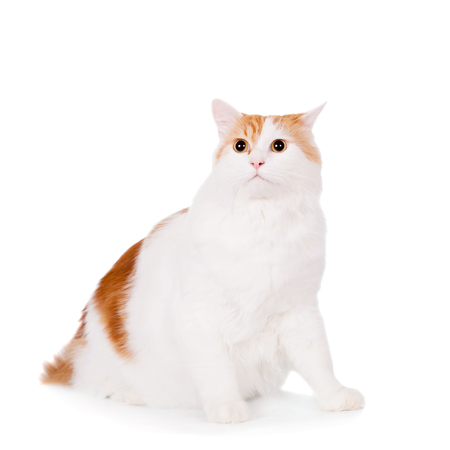 Ginger mixed breed cat isolated on white backgroundの写真素材