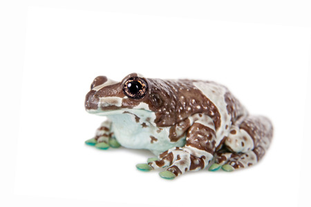 Amazon Milk Frog, Trachycephalus resinifictrix, isolated on white backgroundの写真素材
