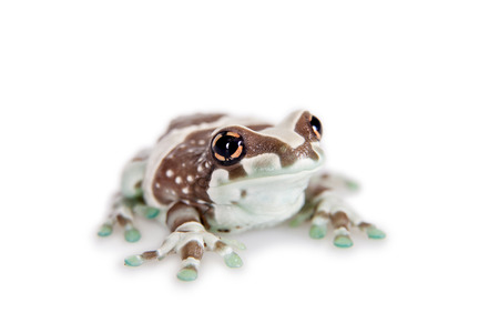 Amazon Milk Frog, Trachycephalus resinifictrix, isolated on white background