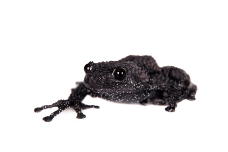 Theloderma ryabovi, rare species of frog isolated on whiteの写真素材