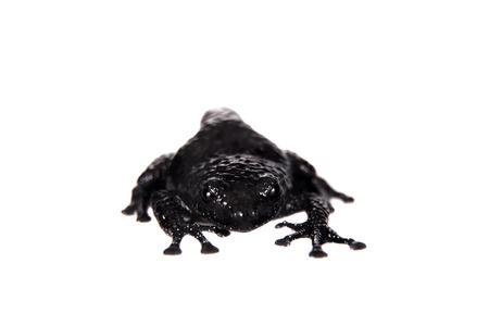 Theloderma ryabovi, rare species of frog isolated on white