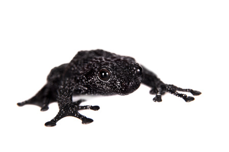 Theloderma ryabovi, rare species of frog isolated on white