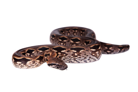Madagascar or Malagasy ground boa, Acrantophis madagascariensis, on white