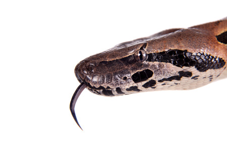 Madagascar or Malagasy ground boa, Acrantophis madagascariensis, on white