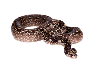 Leopard Argentine Boa, Boa constrictor occidentalis, on white background.