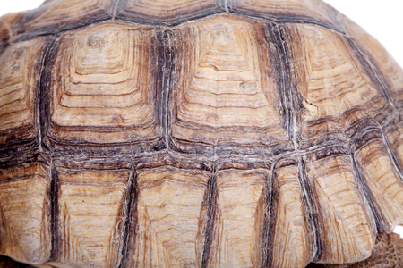 African Spurred Tortoise, Geochelone sulcata, on white backgroundの写真素材