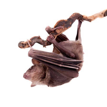 Egyptian fruit bat or rousette, Rousettus aegyptiacus. on white backgroundの写真素材