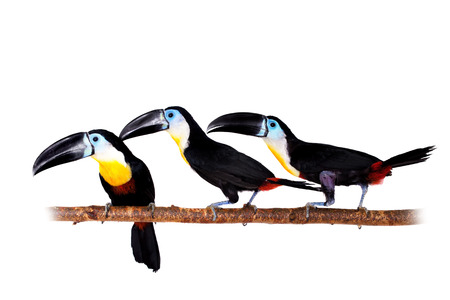 Channel-billed toucan, Ramphastos vitellinus, isolated on white backgroundの写真素材