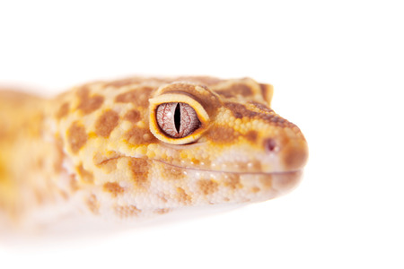 Tangerine Tremper Leopard Gecko on a white backgroundの写真素材