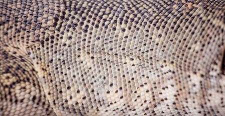 Texture of Nile monitor, Varanus niloticus, skin