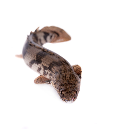 Saddled bichir, Polypterus endlicheri, isolated on white backgroundの写真素材