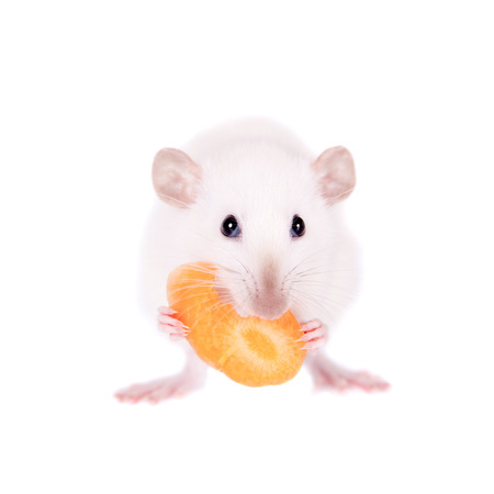 White laboratory rat eating carrot isolated on white backgroundの写真素材