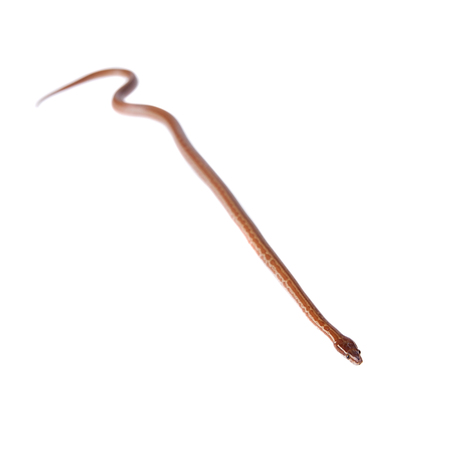 Coiled Cape House Snake, Boaedon Capensis, on white backgroun