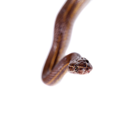 Striped House Snake, Boaedon lineatus, isolated on white background